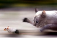 /album/galerie-photos/le-chat-attrape-la-souris-jpg/